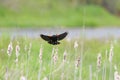 Male Red-winged Blackbird  flying Royalty Free Stock Photo