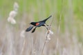 Male Red-winged Blackbird  flying Royalty Free Stock Photo