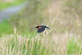 Male Red-winged Blackbird  flying Royalty Free Stock Photo