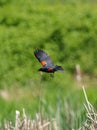 Male Red-winged Blackbird flying Royalty Free Stock Photo