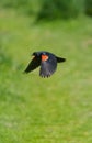 Male Red-winged Blackbird flying Royalty Free Stock Photo