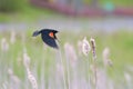 Male Red-winged Blackbird  flying Royalty Free Stock Photo