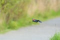 Male Red-winged Blackbird  flying Royalty Free Stock Photo