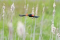 Male Red-winged Blackbird  flying Royalty Free Stock Photo