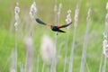Male Red-winged Blackbird  flying Royalty Free Stock Photo