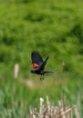 Male Red-winged Blackbird flying Royalty Free Stock Photo