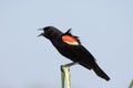 Male Red Winged Blackbird. Royalty Free Stock Photo