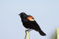 Male Red Winged Blackbird. Royalty Free Stock Photo