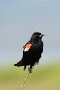 Male Red Winged Blackbird. Royalty Free Stock Photo