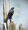 A male red-winged blackbird perched at his favorite place, Royalty Free Stock Photo