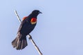 Red-Winged Blackbird Perched Over A Blue Background