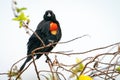 Male Red-winged Blackbird Royalty Free Stock Photo