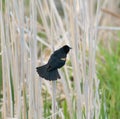 Male Red-winged Blackbird portrait Royalty Free Stock Photo