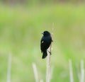 Male Red-winged Blackbird resting Royalty Free Stock Photo