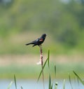 Male Red-winged Blackbird resting Royalty Free Stock Photo