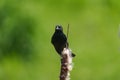 Male Red-winged Blackbird resting Royalty Free Stock Photo