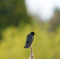 Male Red-winged Blackbird resting Royalty Free Stock Photo