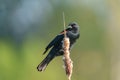 Male Red-winged Blackbird resting Royalty Free Stock Photo