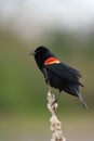 Male Red-winged Blackbird resting Royalty Free Stock Photo