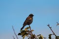 Male Red-winged Blackbird resting Royalty Free Stock Photo