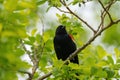 Male Red-winged Blackbird resting Royalty Free Stock Photo