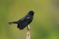 Male Red-winged Blackbird resting Royalty Free Stock Photo