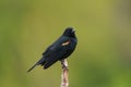 Male Red-winged Blackbird resting Royalty Free Stock Photo