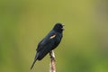 Male Red-winged Blackbird resting Royalty Free Stock Photo