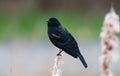 Male Red-winged Blackbird resting on branch Royalty Free Stock Photo