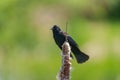 Male Red-winged Blackbird resting Royalty Free Stock Photo