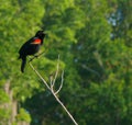 Male Red-winged Blackbird Singing In Nature