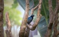 Male Red-winged Starling Onychognathus morio sitting on a thick rope over green nature background