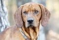 Male Redbone Coonhound Bloodhound dog with floppy ears outside on leash Royalty Free Stock Photo