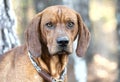 Male Redbone Coonhound Bloodhound hunting dog with floppy ears outside on leash Royalty Free Stock Photo