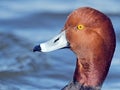 Male Redhead Duck Close-up