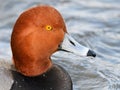 Male Redhead Duck Close-up