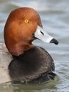 A Male Redhead Duck floating on the river