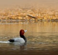 Male Redhead Duck in the Water