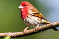 Male Redpoll Perched on a Branch in Maryland during the Summer. Generative AI