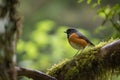 male redstart bird perched on tree branch, overlooking lush green forest