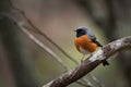 male redstart bird perched on tree branch, with view of the surrounding forest