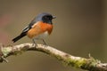 male redstart bird perched on twig, with its vibrant plumage in full view