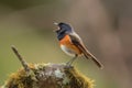 male redstart bird singing its beautiful song