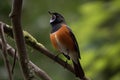 male redstart bird singing its beautiful song