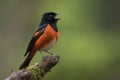 male redstart bird singing its beautiful song