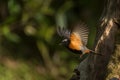 male redstart bird swooping down to catch insect for its meal Royalty Free Stock Photo
