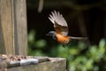 male redstart bird swooping down to catch insect for its meal