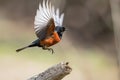 male redstart bird swooping down to catch insect for its meal