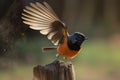 male redstart bird swooping down to catch insect for its meal