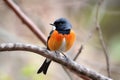 male redstart bird on twig, with bushy tail and colorful feathers in view